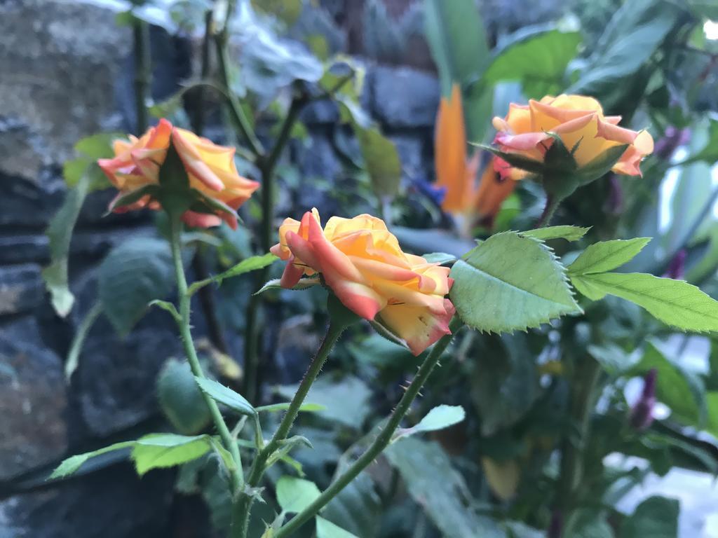 Athina Residence 렌타스 외부 사진